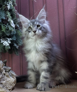 Foto №1. maine-coon-katze - zum Verkauf in der Stadt Baden-Baden | 990€ | Ankündigung № 163670