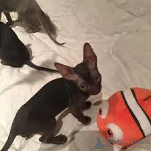 Foto №3. Cornish Rex-Kätzchen zu verkaufen. Österreich