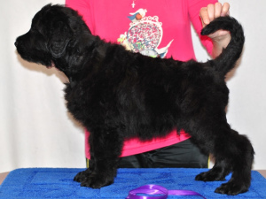 Zusätzliche Fotos: Welpen zu verkaufen Russischer Schwarzer Terrier.