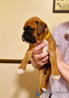 Foto №1. deutscher boxer - zum Verkauf in der Stadt Франкфурт-на-Майне | 350€ | Ankündigung № 143459