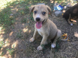 Foto №1. mischlingshund - zum Verkauf in der Stadt Krasnodar | Frei | Ankündigung № 7517