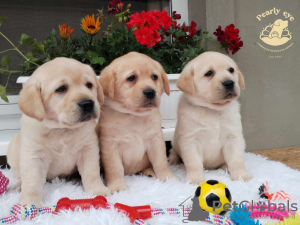 Foto №1. labrador retriever - zum Verkauf in der Stadt Smederevo | verhandelt | Ankündigung № 104432