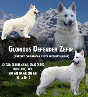 Foto №2 zu Ankündigung № 41870 zu verkaufen mischlingshund - einkaufen Russische Föderation vom kindergarten