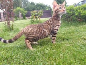 Foto №3. Kennel & quot; In der Welt der Katzen & quot; bietet Bengalkatze zum. Weißrussland
