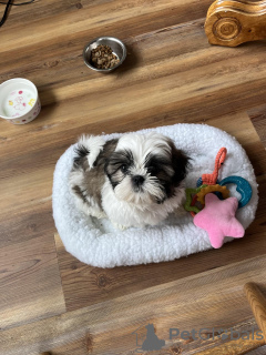 Foto №4. Ich werde verkaufen mischlingshund in der Stadt Mississippi State. züchter - preis - verhandelt