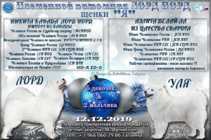 Foto №1. samojede (hunderasse) - zum Verkauf in der Stadt Mozhaisk | 316€ | Ankündigung № 6592