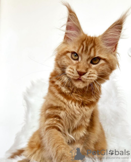 Foto №2 zu Ankündigung № 103252 zu verkaufen maine-coon-katze - einkaufen USA züchter