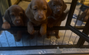 Foto №2 zu Ankündigung № 148647 zu verkaufen dackel - einkaufen Malta quotient 	ankündigung