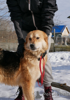 Foto №3. Verspielter Hund mit Palmenschwanz. Russische Föderation