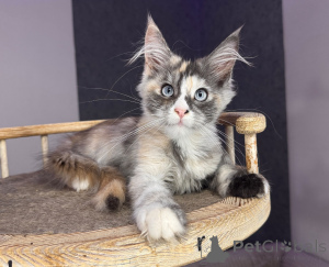 Foto №2 zu Ankündigung № 177882 zu verkaufen maine-coon-katze - einkaufen Polen züchter