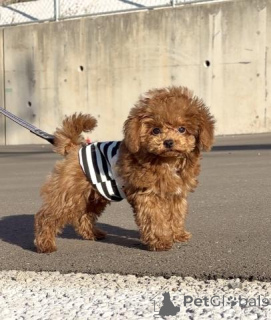 Foto №1. pudel (toy) - zum Verkauf in der Stadt Berlin | verhandelt | Ankündigung № 163991