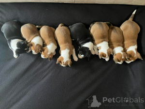 Foto №2 zu Ankündigung № 162764 zu verkaufen basenji - einkaufen Serbien 