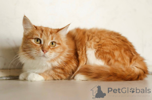 Foto №2 zu Ankündigung № 165152 zu verkaufen  - einkaufen Russische Föderation quotient 	ankündigung