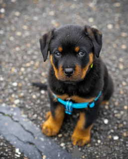 Foto №2 zu Ankündigung № 120149 zu verkaufen rottweiler - einkaufen Finnland quotient 	ankündigung, züchter