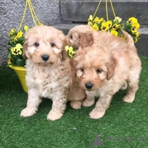 Foto №2 zu Ankündigung № 136918 zu verkaufen mischlingshund - einkaufen Schweiz züchter