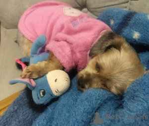 Foto №2 zu Ankündigung № 135304 zu verkaufen  - einkaufen Spanien züchter