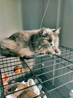 Foto №4. Ich werde verkaufen  in der Stadt Samara. quotient 	ankündigung - preis - Frei