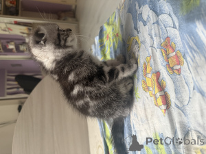 Foto №4. Ich werde verkaufen schottische faltohrkatze in der Stadt Minsk. quotient 	ankündigung - preis - 63€