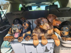 Foto №1. dobermann - zum Verkauf in der Stadt Aalborg | 600€ | Ankündigung № 173388