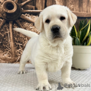 Foto №3. Labrador Retriever-Männchen, 7 Wochen alt, bereit bis zum 27. Februar. Deutschland