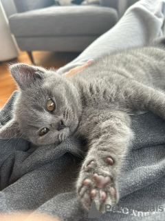 Foto №2 zu Ankündigung № 165157 zu verkaufen britisch kurzhaar - einkaufen Deutschland quotient 	ankündigung, aus dem tierheim