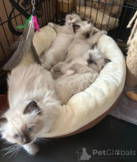 Foto №3. Wunderschöne Ragdoll-Kätzchen. Großbritannien