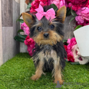 Foto №1. yorkshire terrier - zum Verkauf in der Stadt New York | verhandelt | Ankündigung № 167063