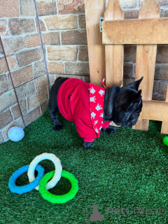 Foto №3. Ihr neuer bester Freund ist angekommen, sagen Sie Bonjour zu unseren. Deutschland