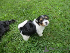 Foto №1. biewer terrier - zum Verkauf in der Stadt Zug | verhandelt | Ankündigung № 140625