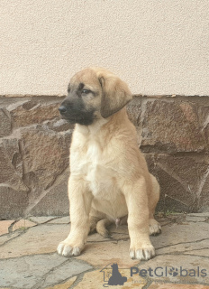 Zusätzliche Fotos: Türkische Kangal-Welpen