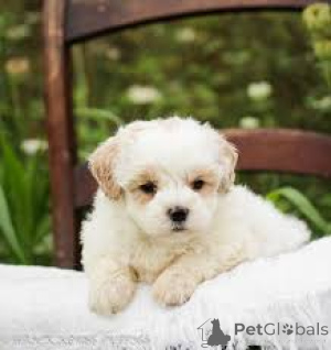 Foto №2 zu Ankündigung № 165283 zu verkaufen maltipu - einkaufen Belgien quotient 	ankündigung, züchter