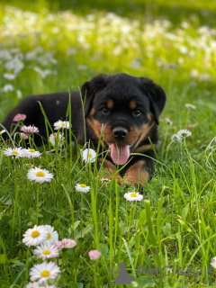 Foto №2 zu Ankündigung № 20447 zu verkaufen rottweiler - einkaufen Weißrussland vom kindergarten