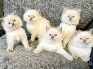 Foto №1. ragdoll-katze - zum Verkauf in der Stadt Dragsfjärd | verhandelt | Ankündigung № 161992