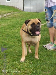 Foto №2 zu Ankündigung № 105253 zu verkaufen bullmastiff - einkaufen Serbien züchter