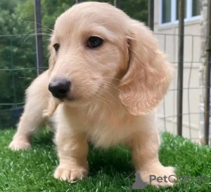 Foto №3. Entzückende Dackel. Belgien