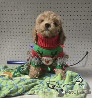 Foto №1. pudel (toy) - zum Verkauf in der Stadt Bachmatsch | 300€ | Ankündigung № 167866