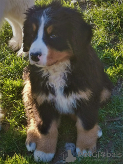 Zusätzliche Fotos: Berner Sennenhund Rüde LOF - 3 Monate - Große Größe