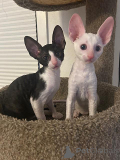 Foto №1. cornish rex - zum Verkauf in der Stadt Kemnitz | 350€ | Ankündigung № 173629