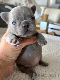 Foto №1. französische bulldogge - zum Verkauf in der Stadt Berlin | verhandelt | Ankündigung № 163616