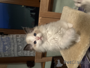 Foto №1. ragdoll-katze - zum Verkauf in der Stadt Nivelles | Frei | Ankündigung № 164583