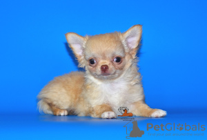 Foto №3. Sehr schöner Zuchtjunge Chihuahua von exklusiver Farbe.. Russische Föderation