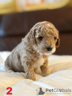 Foto №1. maltipu - zum Verkauf in der Stadt Bielefeld | 1800€ | Ankündigung № 132841