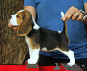 Foto №3. Fantastischer Wurf Beagle-Welpen. Deutschland