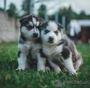 Foto №2 zu Ankündigung № 130444 zu verkaufen siberian husky - einkaufen Deutschland 