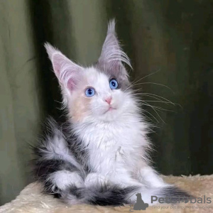 Foto №3. Maine Coon Kattungar bis Salu. Schweden