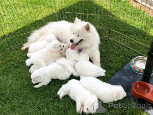 Foto №1. samojede (hunderasse) - zum Verkauf in der Stadt Флорида Сити | 1063€ | Ankündigung № 138978