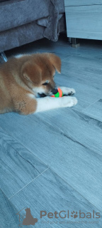 Foto №3. Akita Inu Welpe. Georgien