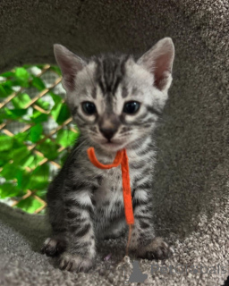 Foto №1. bengal katzenrasse - zum Verkauf in der Stadt Nantes | 750€ | Ankündigung № 152771