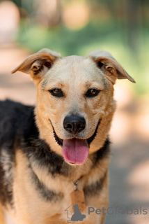 Foto №1. mischlingshund - zum Verkauf in der Stadt Москва | Frei | Ankündigung № 121881