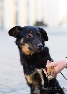 Foto №4. Ich werde verkaufen  in der Stadt St. Petersburg. quotient 	ankündigung - preis - verhandelt